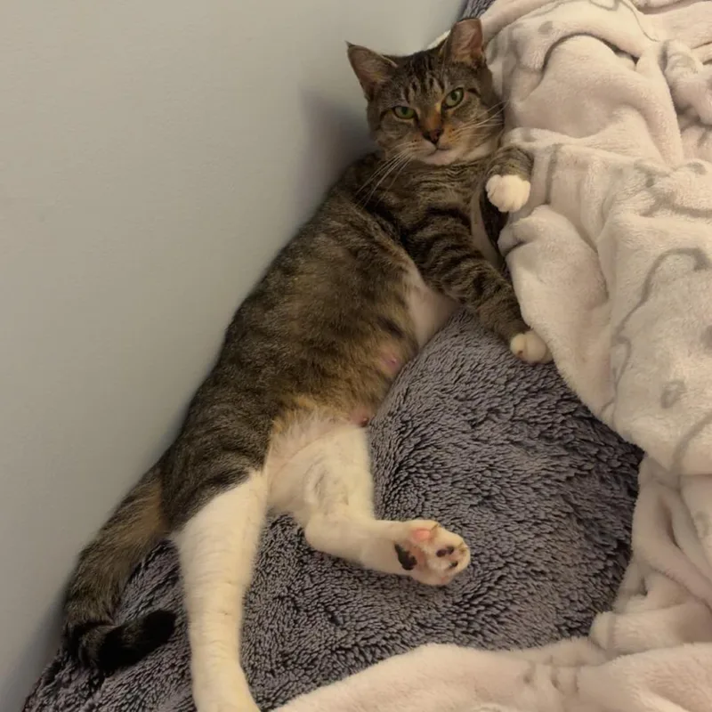 An adult small-sized female Brown / Chocolate Domestic Short Hair cat named Hayley for adoption in Falls Church, VA