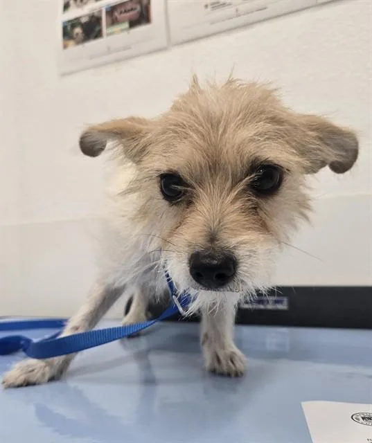 An adult small-sized male Cairn Terrier dog named Noodle for adoption in Mesa, AZ