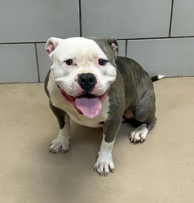 A young large-sized male Mixed Breed dog named Lug Nut for adoption in Nashville, TN