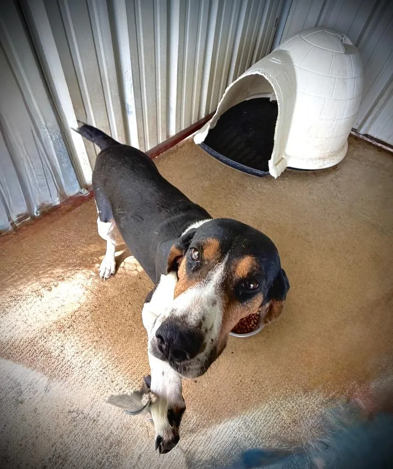 An adult medium-sized female Coonhound dog named Maybelle for adoption in Ada, OK