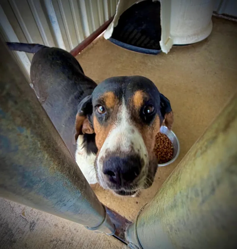 Maybelle thumbnail 2