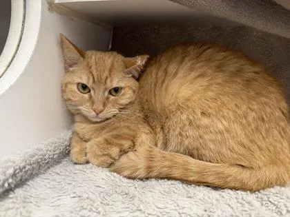 A young medium-sized female Domestic Short Hair cat named Naomi for adoption in Reisterstown, MD