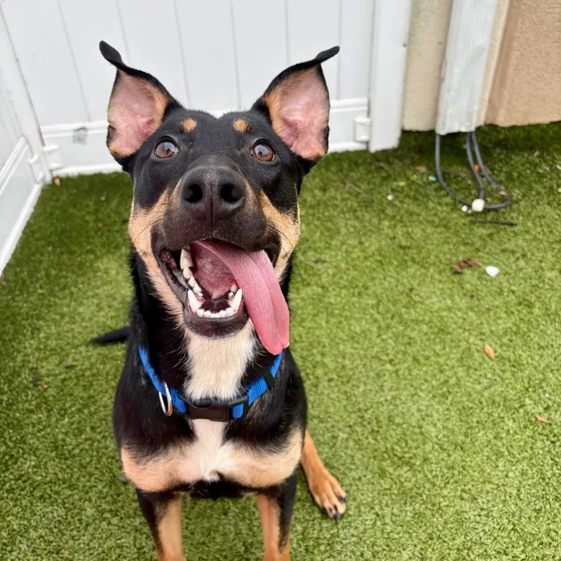 An adult medium-sized male Black Shepherd dog named Sully for adoption in Binghamton, NY