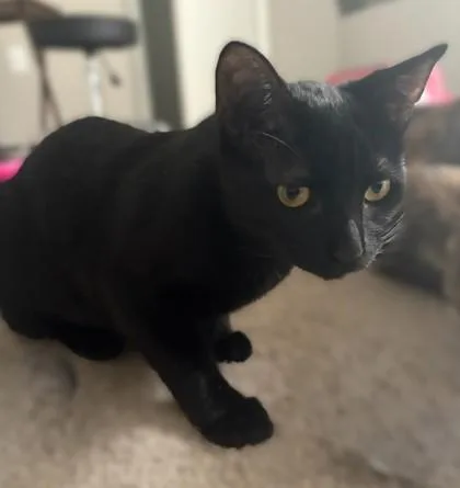 Laquisha thumbnail 2