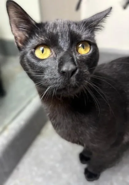 Laquisha thumbnail 3