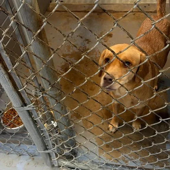 An adult medium-sized female Labrador Retriever dog named Coraline for adoption in Gadsden, AL