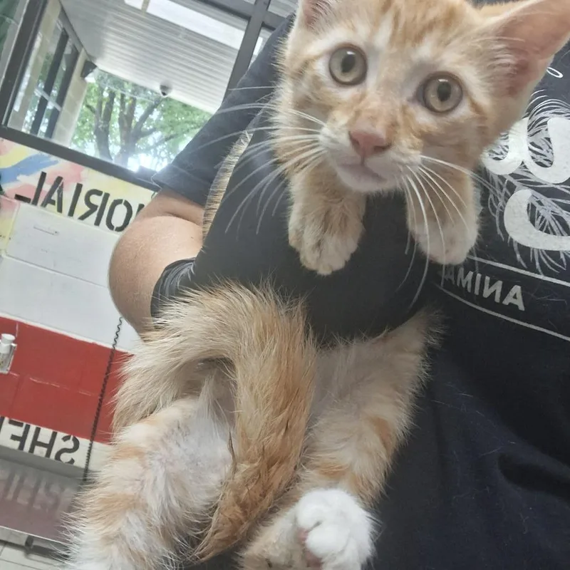 A baby small-sized male Orange / Red Domestic Short Hair cat named Murphy for adoption in Lufkin, TX