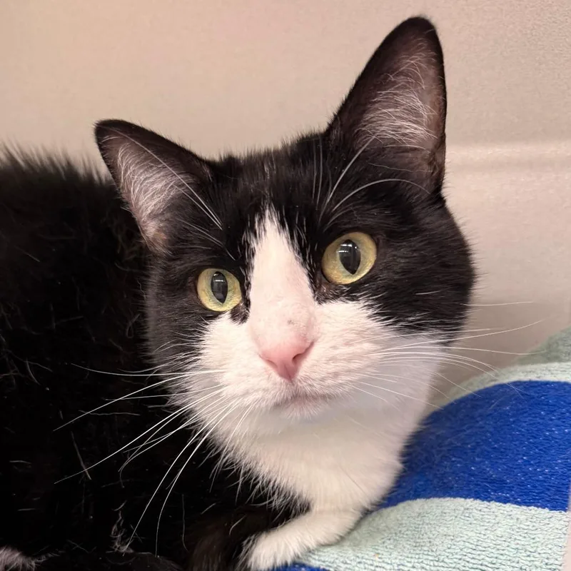 An adult small-sized male Black Domestic Short Hair cat named Tucker for adoption in Colorado Springs, CO
