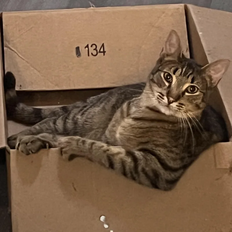 An adult medium-sized male Tabby (Brown / Chocolate) Tabby cat named Spazzino for adoption in Ripon, CA