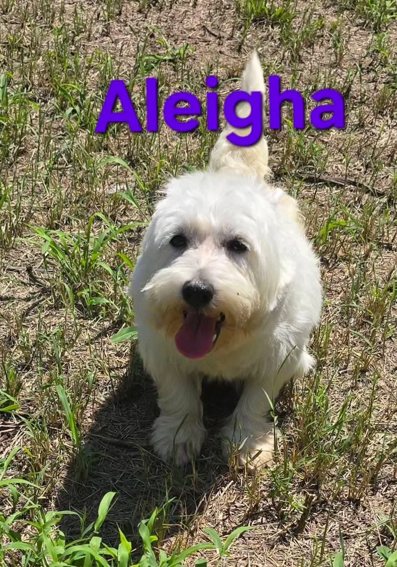 An adult medium-sized female West Highland White Terrier / Westie dog named Aleigha for adoption in Seaford, DE