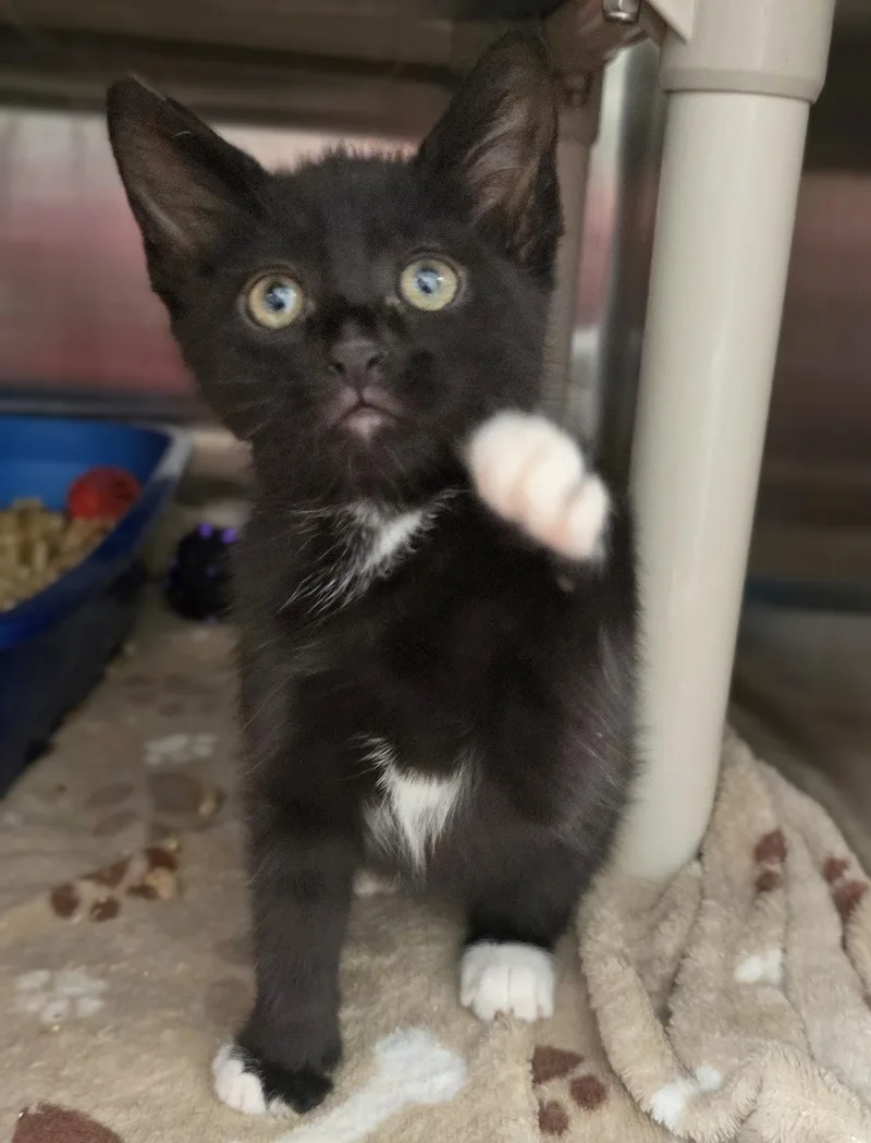 A baby large-sized male Black Domestic Short Hair cat named Teo for adoption in Amityville, NY