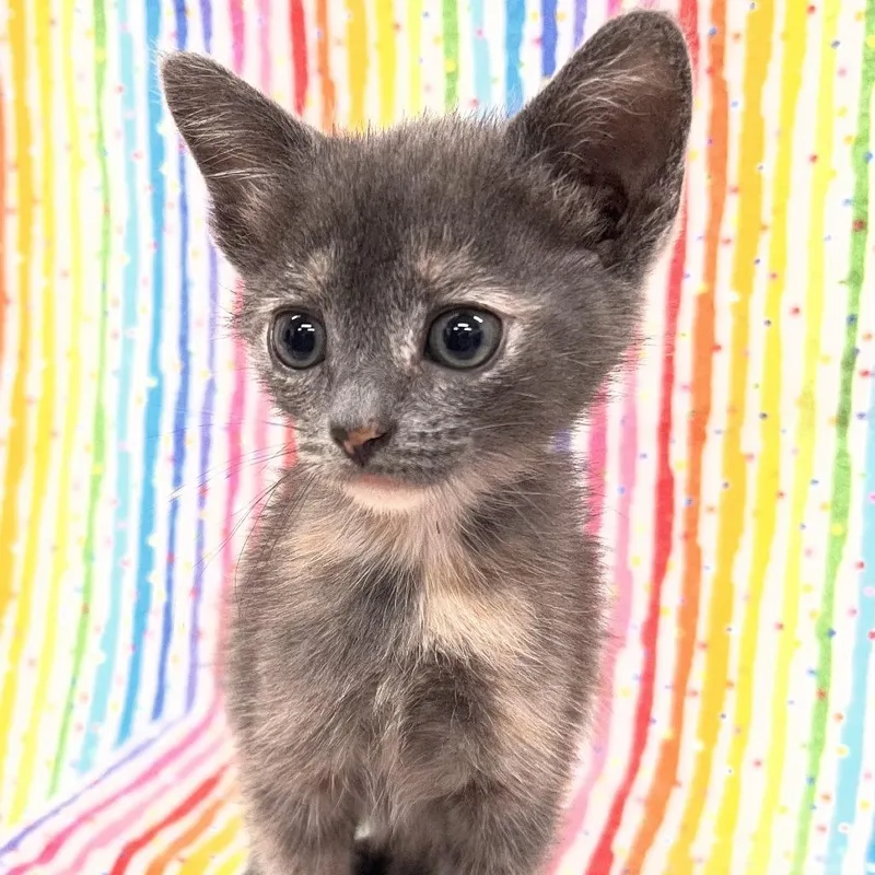 A baby small-sized female Tortoiseshell Domestic Short Hair cat named Sprout for adoption in Folsom, LA