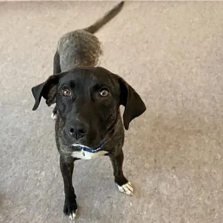 A young medium-sized male Brown / Chocolate Pointer dog named Choco for adoption in Saint Louis, MO