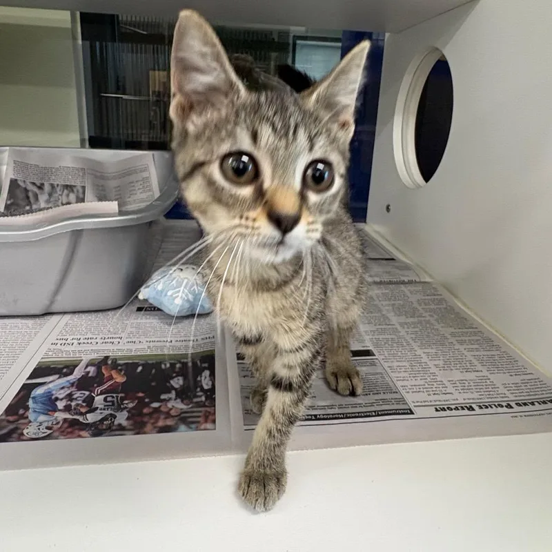A baby small-sized female Brown / Chocolate Domestic Short Hair cat named Smokey for adoption in League City, TX