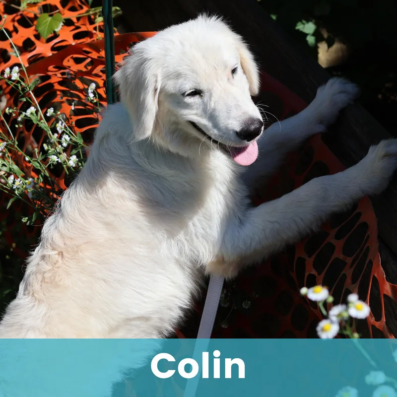 Colin thumbnail 2
