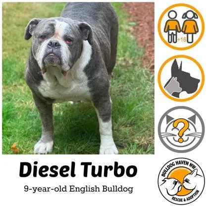 A senior medium-sized male Gray / Blue / Silver English Bulldog dog named Diesel Turbo for adoption in Bonney Lake, WA