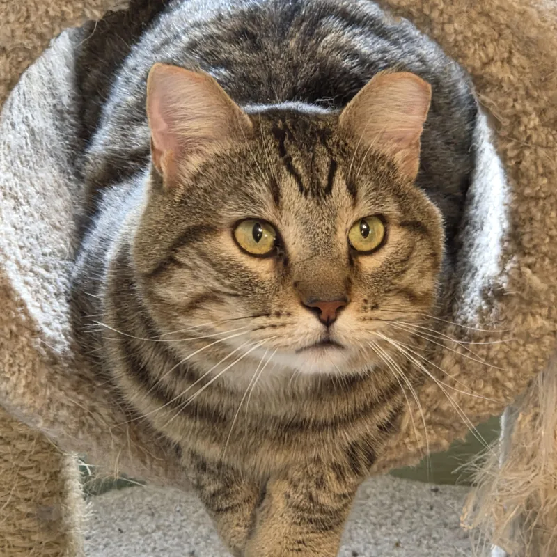 An adult large-sized male Tabby (Buff / Tan / Fawn) Tabby cat named Romeo for adoption in Roseville, MN