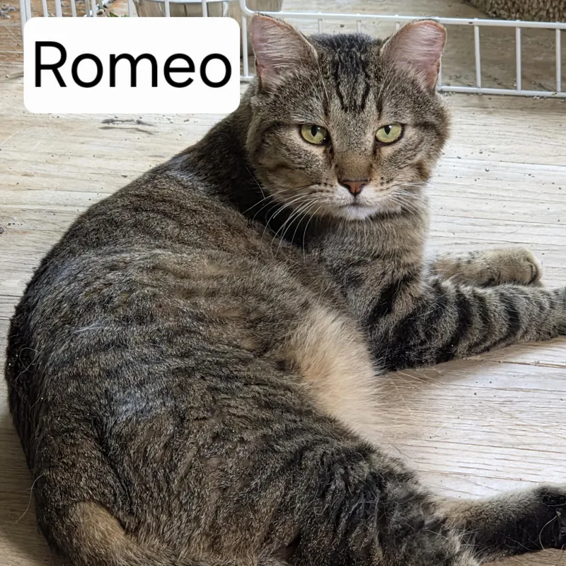 Romeo thumbnail 3