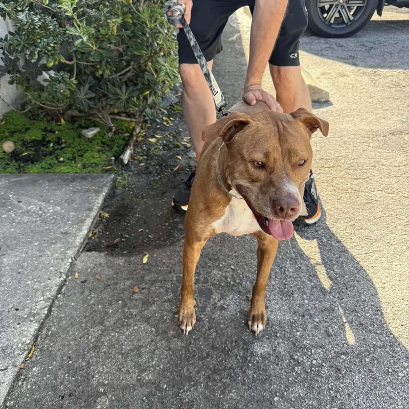 An adult medium-sized female Brown / Chocolate Mixed Breed dog named Ginger for adoption in Seminole, FL
