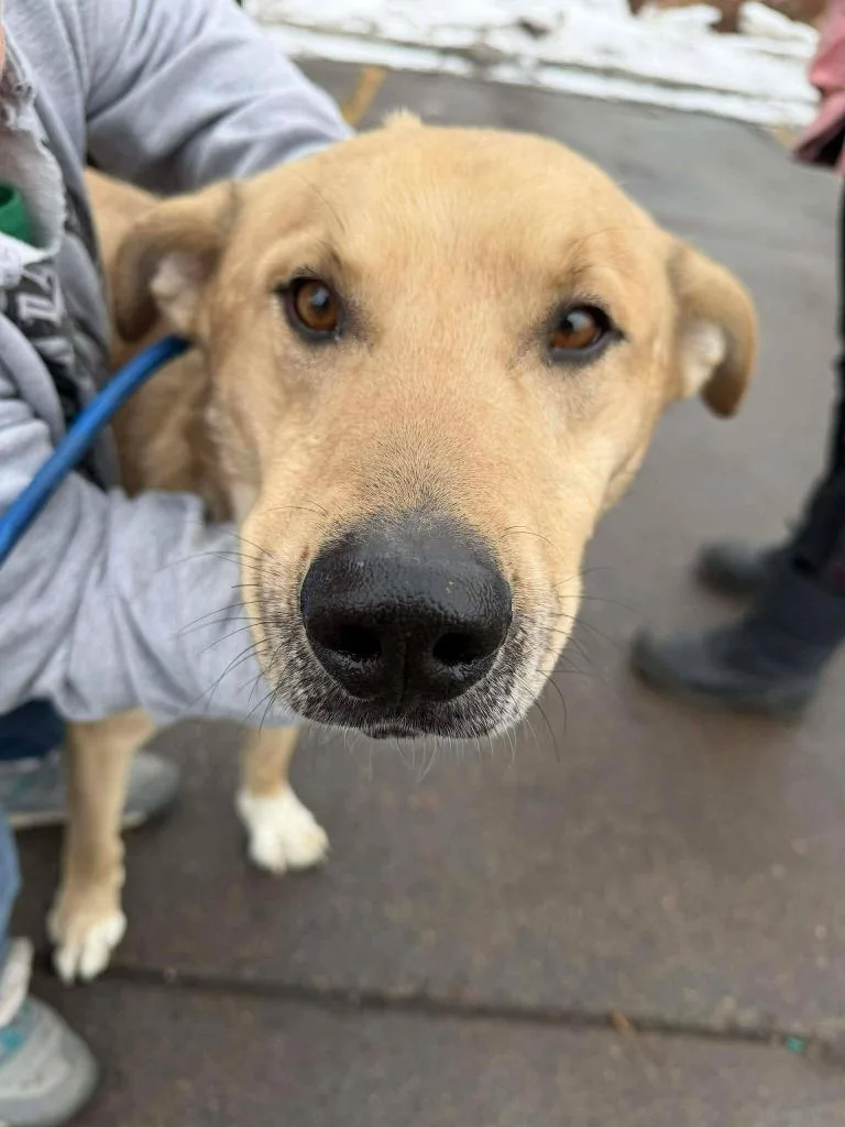 A young medium-sized male Labrador Retriever dog named Mr. Tinsel for adoption in Cloquet, MN