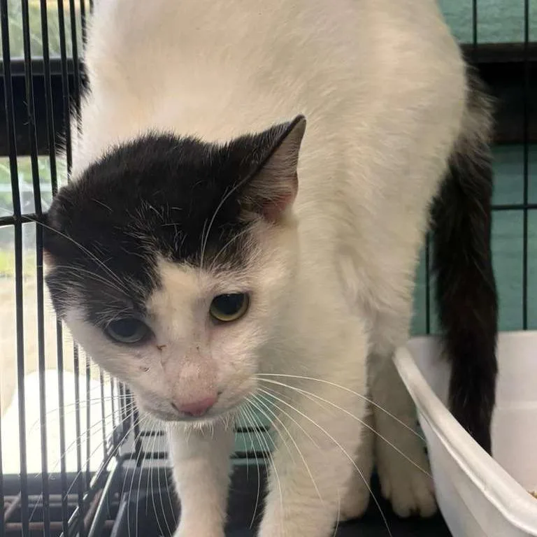 An adult medium-sized male White Domestic Short Hair cat named Scrat for adoption in Gadsden, AL