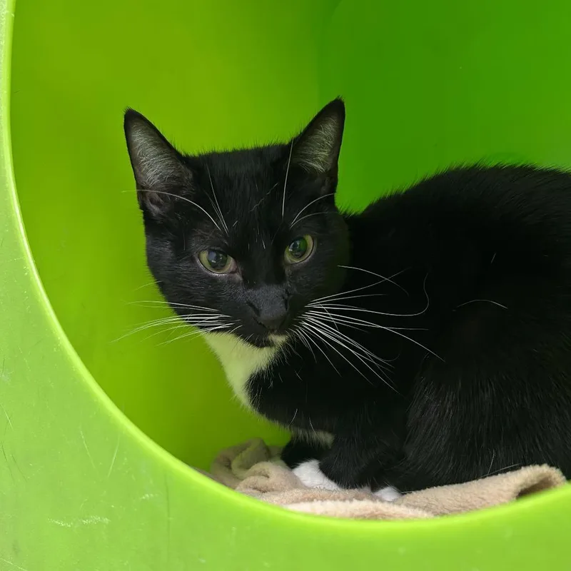 A young medium-sized female Black Domestic Short Hair cat named Gato for adoption in Waukesha, WI