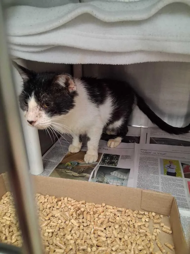 An adult medium-sized male Black & White / Tuxedo Domestic Short Hair cat named Smokey Nubs for adoption in Cincinnati, OH