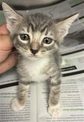 A baby small-sized female Domestic Short Hair cat named London for adoption in Visalia, CA
