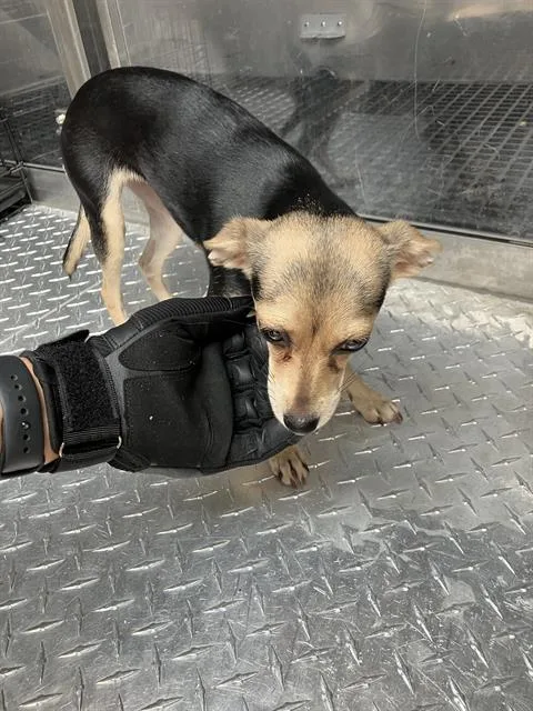 A young small-sized female Chihuahua dog named Mary for adoption in Dallas, TX