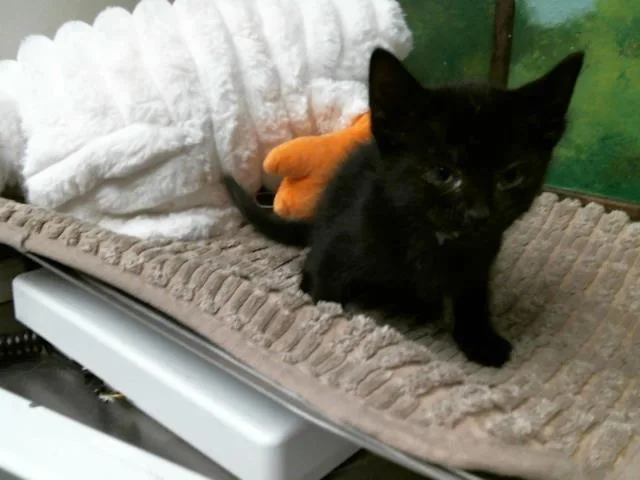 A baby small-sized female Domestic Short Hair cat named Stella for adoption in Houston, TX