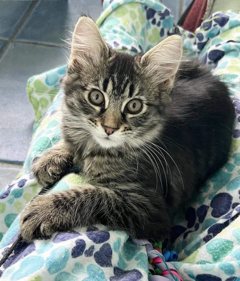 A baby medium-sized female Domestic Medium Hair cat named Ellie for adoption in Greenville, DE