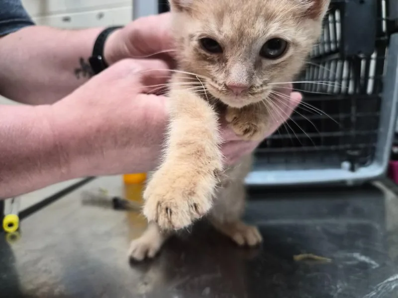 A young small-sized male Domestic Short Hair cat named Louie for adoption in Rome, GA