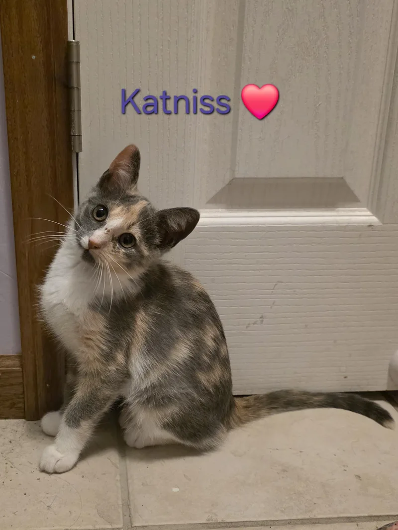 Katniss thumbnail 3