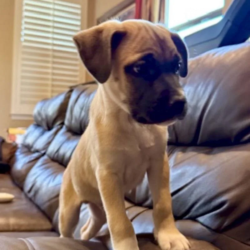 A baby medium-sized male Labrador Retriever dog named Bear for adoption in San Juan Capistrano, CA