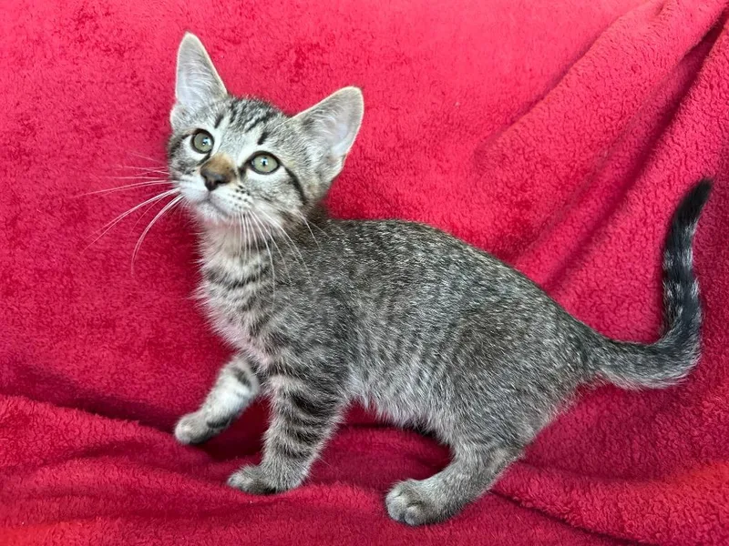 A baby small-sized male Domestic Short Hair cat named Popplio for adoption in Corpus Christi, TX