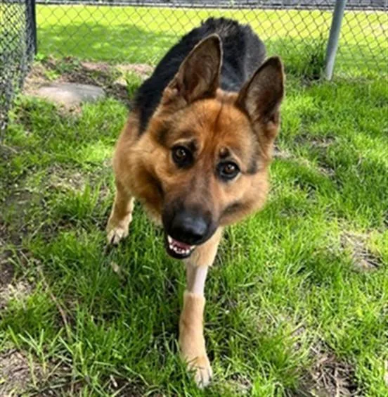 An adult large-sized female German Shepherd Dog dog named Firn for adoption in Aurora, IL