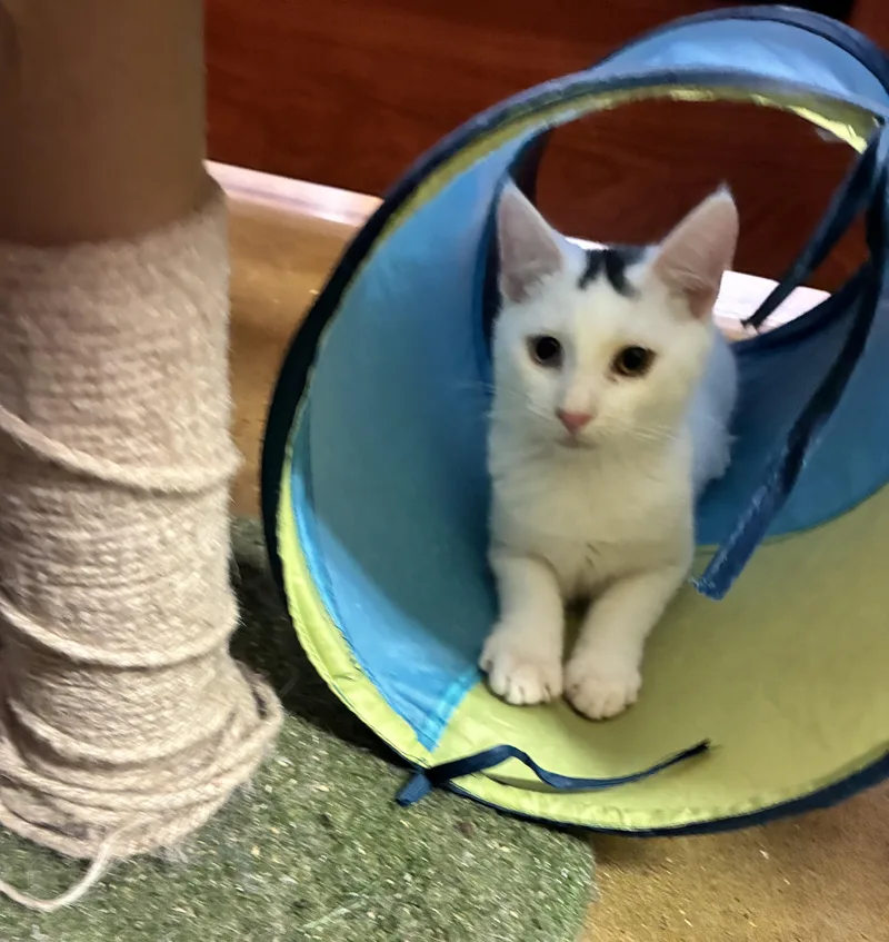 A baby large-sized male White Domestic Short Hair cat named Angelo for adoption in Lambertville, NJ