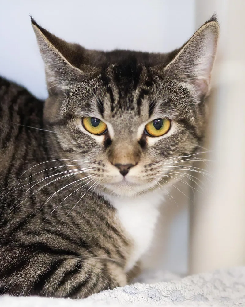 A young medium-sized female Tabby (Gray / Blue / Silver) Domestic Short Hair cat named Malawi for adoption in Bridgeport, CT