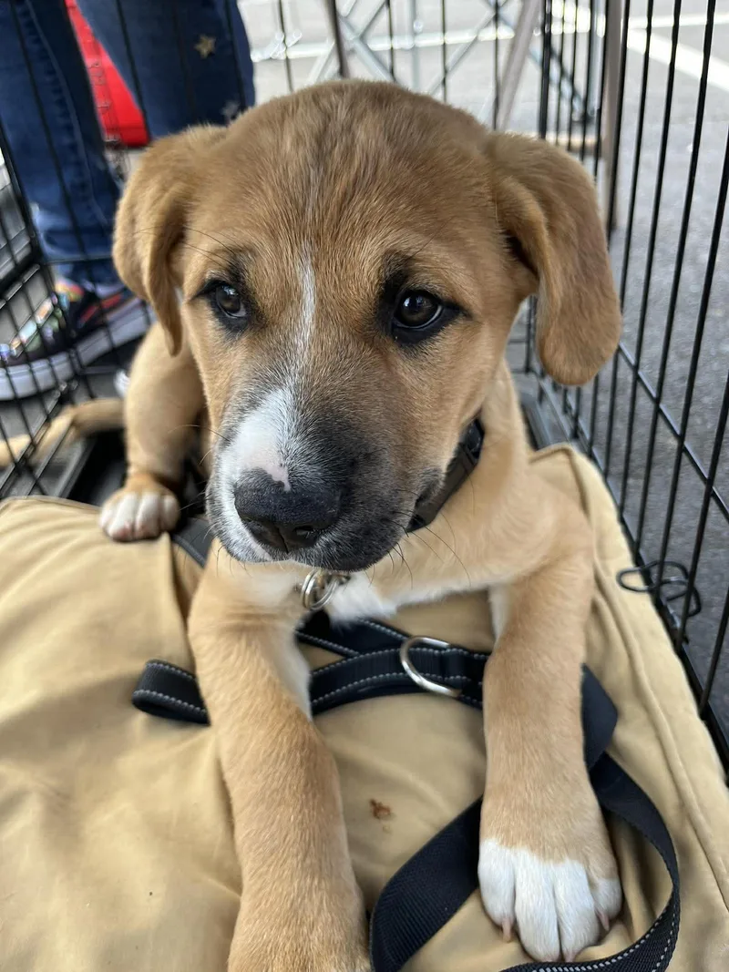 A baby medium-sized male German Shepherd Dog dog named Johnnie for adoption in Yukon, OK
