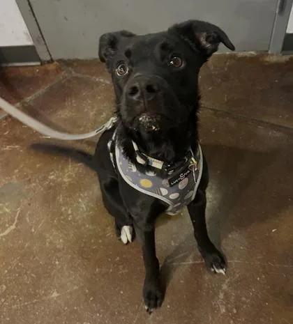 A young medium-sized male Mixed Breed dog named Mars for adoption in Cincinnati, OH