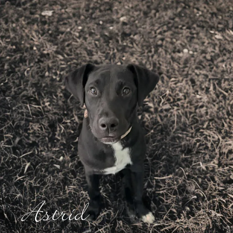 Astrid thumbnail 2