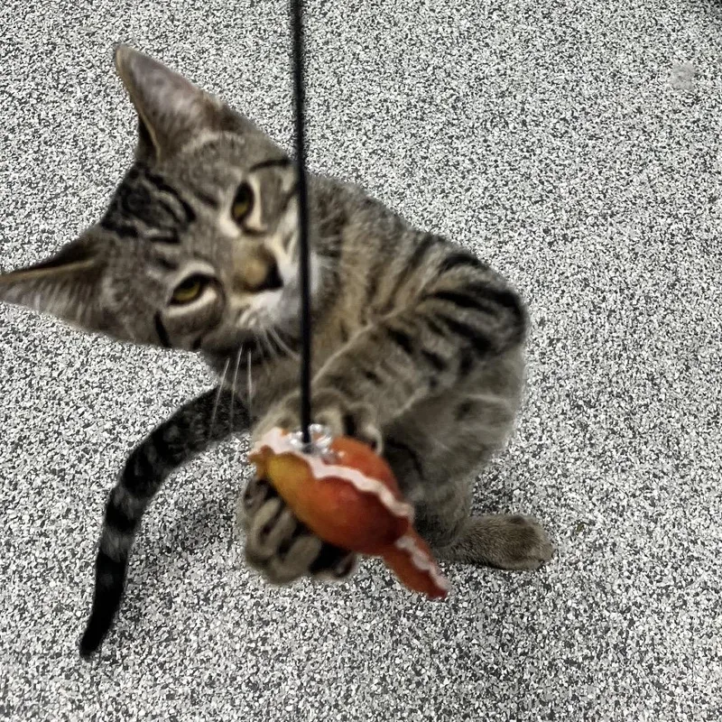 A baby small-sized male Domestic Short Hair cat named Habanero for adoption in Monticello, IA