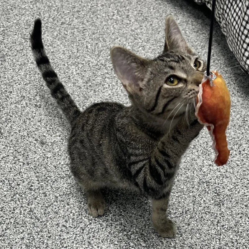 Habanero thumbnail 2