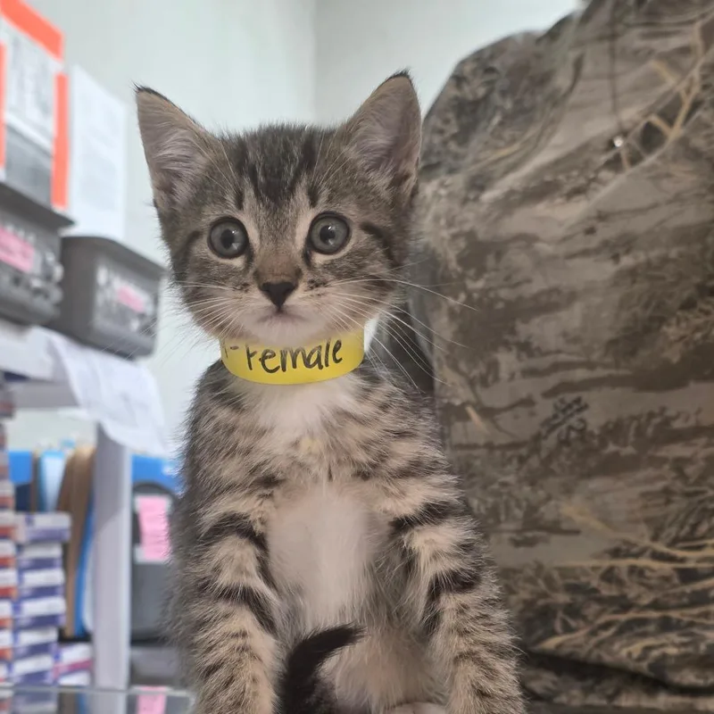 A baby small-sized female Brown / Chocolate Domestic Short Hair cat named Vanilla for adoption in Clanton, AL