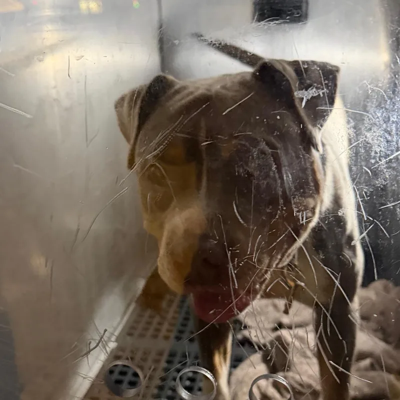 An adult medium-sized male Brown / Chocolate Mixed Breed dog named Hamburger for adoption in Philadelphia, PA