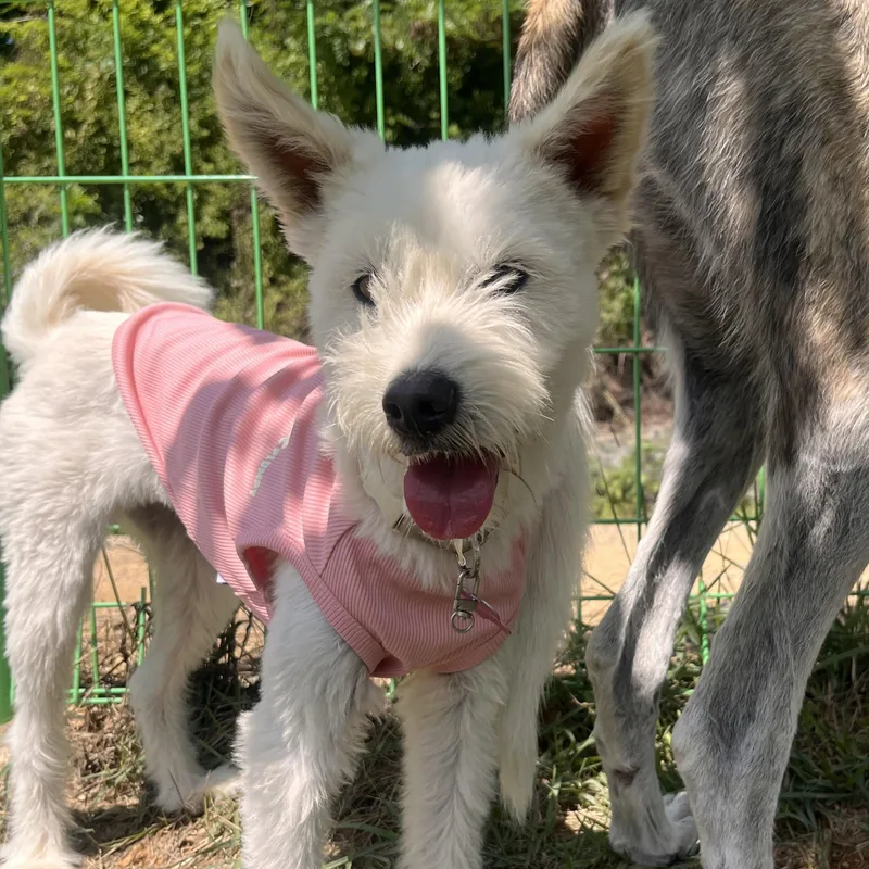A young small-sized female White / Cream West Highland White Terrier / Westie dog named Max" for adoption in Springfield, VA