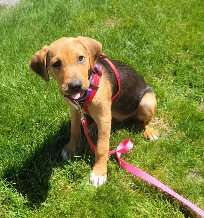 A baby medium-sized female Bicolor Labrador Retriever dog named Cora for adoption in Billerica, MA