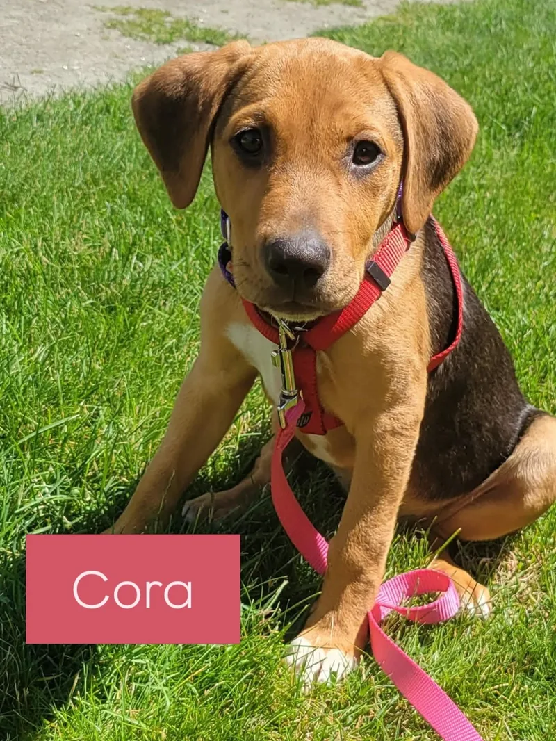 Cora thumbnail 2