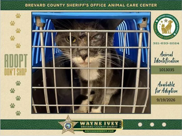 An adult medium-sized male Domestic Short Hair cat named Sandor for adoption in Melbourne, FL