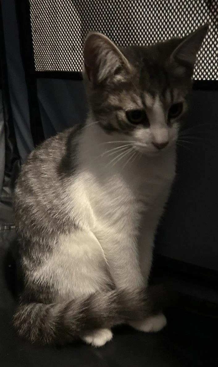 A baby medium-sized male Gray & White Domestic Short Hair cat named Hudson for adoption in Tacoma, WA